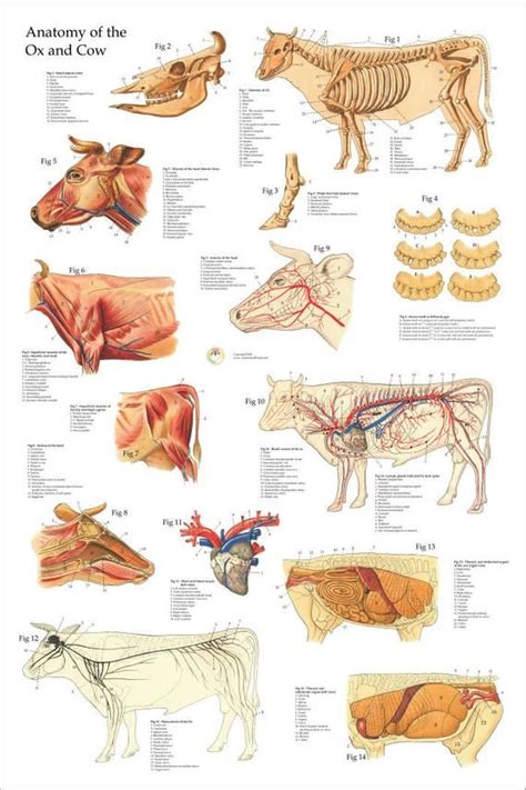 Cow Skeletal Muscle Anatomy Poster Wall Chart 24 X Etsy Large