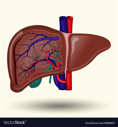 Human Liver Cartoon Royalty Free Vector Image VectorStock