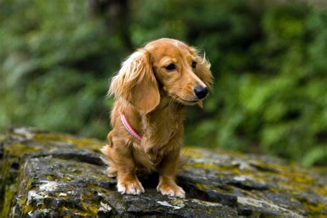 Meet The Adorable Red Long Haired Mini Dachshund Puppy Click Here To
