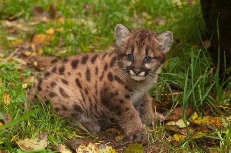 Oregon Zoos New Cougar Cub To Make Her Debut