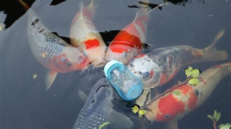 Koi Fish Baby Bottle Feeding Guide Koi Youtube