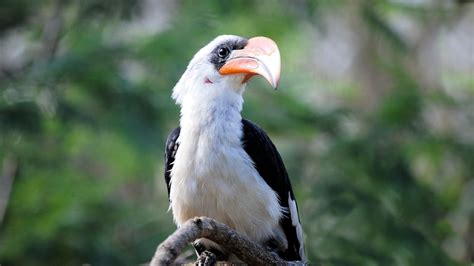 Great Hornbill Bird Beak Hd Birds 4k Wallpapers Images Backgrounds