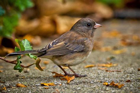 Feather Tailed Stories Dark Eyed Junco