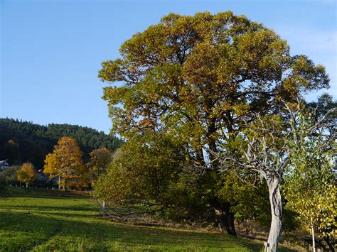 Gasteil Edelkastanienbaum Sweet Chestnuts Tree Die Früc Flickr