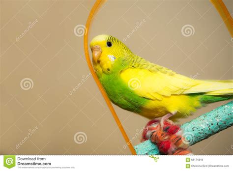Yellow And Green Female Budgerigar Parakeet Stock Image Image Of