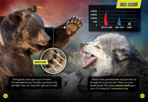 Grizzly Bear Vs Wolf Pack Bellwether Media Inc