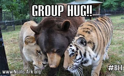 Blt Bear Lion Tiger Group Hug Unlikely Animal Friends Noahs Ark