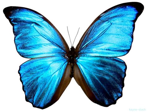 Butterfly 1 By Kayne Stock On Deviantart Photo Papillon Art Papillon