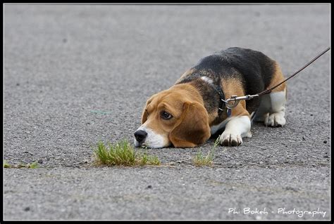 Chiot Beagle Trop Dure La Vie © Bruno Luscher Phi Flickr