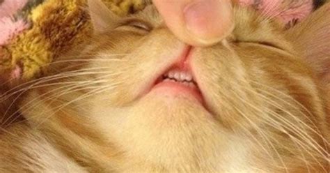 It Turns Out Tiny Cat Teefies Are Absolutely Adorable Meowingtons