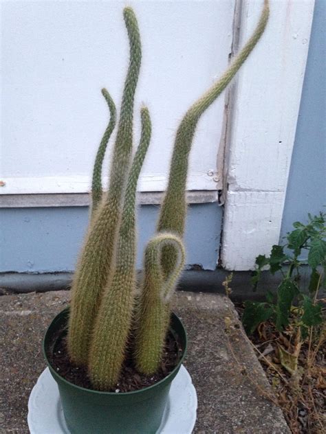 What To Do With The One Droopy Cacti And Why Gardening