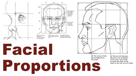 Portrait Drawing Basics 23 Facial And Head Proportions Youtube