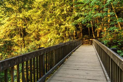 Wood Bridge On The Forest Part Of A Hiking Trail Stock Image Image