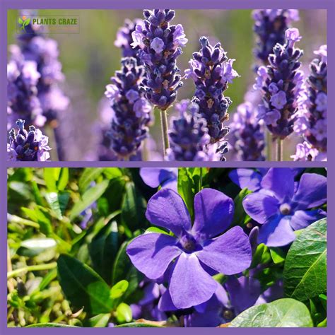 Periwinkle Vs Lavender Plant Everything You Need To Know