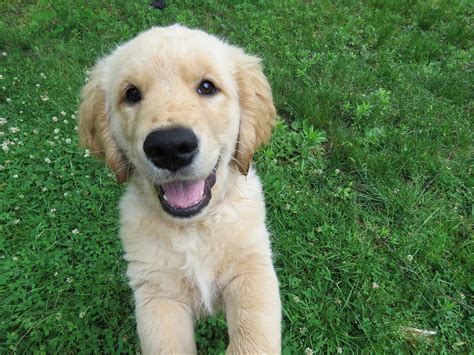 Raising a golden retriever puppy is a great adventure. Golden Retriever Puppies: Everything You Need to Know ...