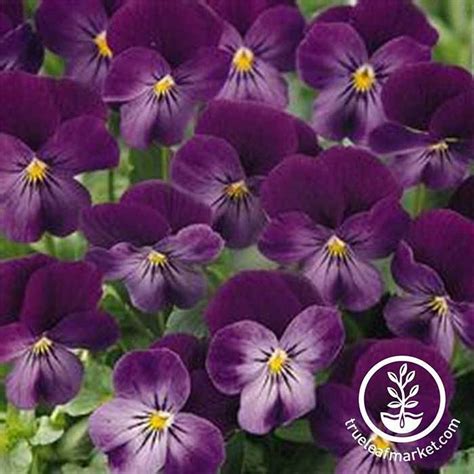 Viola Flower Seeds Sorbet Series Black Delight Lilac Ice More