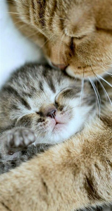 110383 Best ♥ Love Cats Images On Pinterest Kitty Cats Cute Kittens