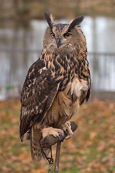 Eurasian Eagle Owl Bubo Bubo Owls Turbary Woods