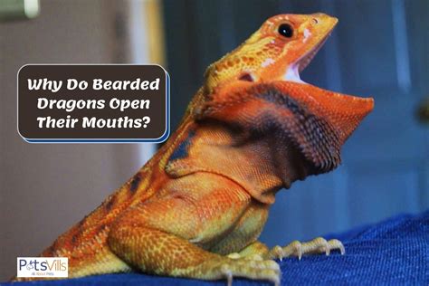 26 How Long Can Bearded Dragons Hold Their Breath Full Guide 042023