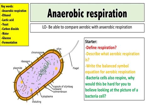 Anaerobic Respiration By Mrscience Teaching Resources