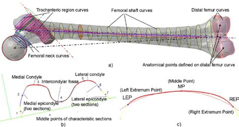 Creation Of Anatomical Points Model A B Spline Curves Created On The