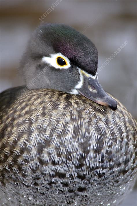 Wood Duck Hen Stock Image Z8280340 Science Photo Library