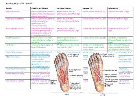 The Foot Intrinsic Muscles And Their Role In Foot Pai