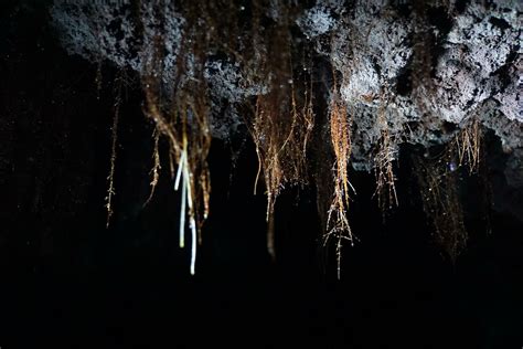 Artstation 200 Photos Of Cave Tree Roots Resources