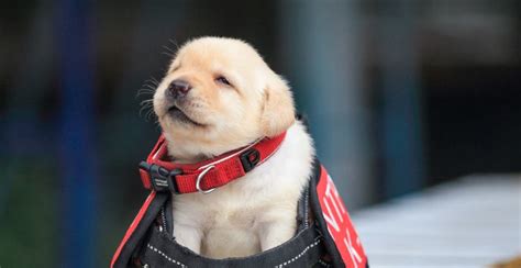 Zwar sind größere spaziergänge noch nicht möglich, aber er der welpe wird dich auch so auf trab halten. Police Puppies: Diese Welpen sind die wohl süßesten ...