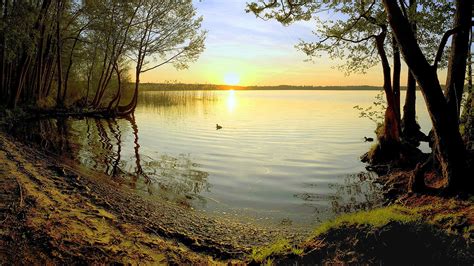 Lake Duck Sunset Sunlight Shore Trees Swamp Bird Hd Wallpaper Nature
