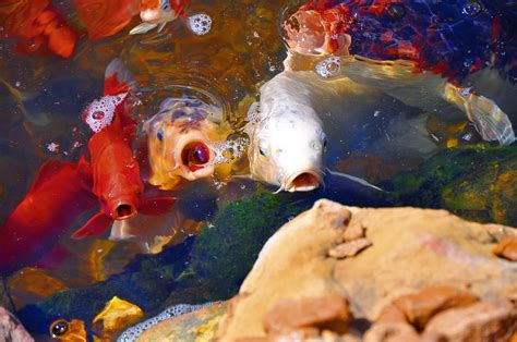 Koi ponds not only add to the beauty of your garden but have other benefits too. Prepping Your Koi and Pond for Spring - Pond Market