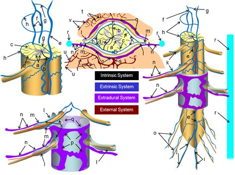 Spinal Venous Anatomy