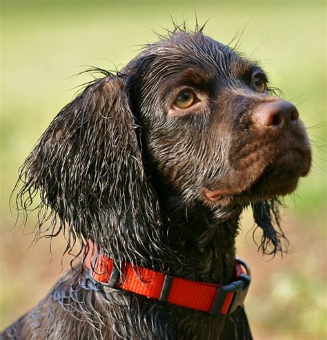 Jan 02, 2021 · english springer spaniels have long been considered a quintessential hunting dog. BOYKIN SPANIEL PUPPIES - BOYKIN SPANIEL SOCIETY
