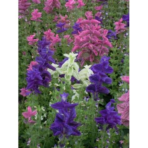 Clary Crown Bouquet Mixed Seeds Clary Sage Salvia Horminum 500 Seeds