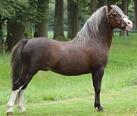 Welsh Mountain Pony Section A Stallion Wian Foxglove Welsh Pony And