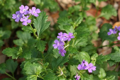• does not tolerate hot dry conditions. Native Florida Wildflowers: Beach Verbena - Gladularia ...
