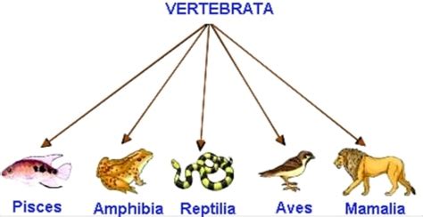 Klasifikasi Hewan Vertebrata Dan Invertebrata Dan Perbedaannya Soal