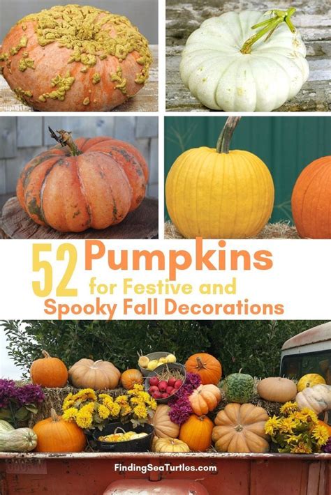 52 Types Of Pumpkins To Eat Decorate And Display In 2020