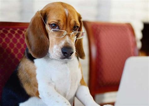 8 Of The Smartest Animals That Learn Even Faster Than You Readers