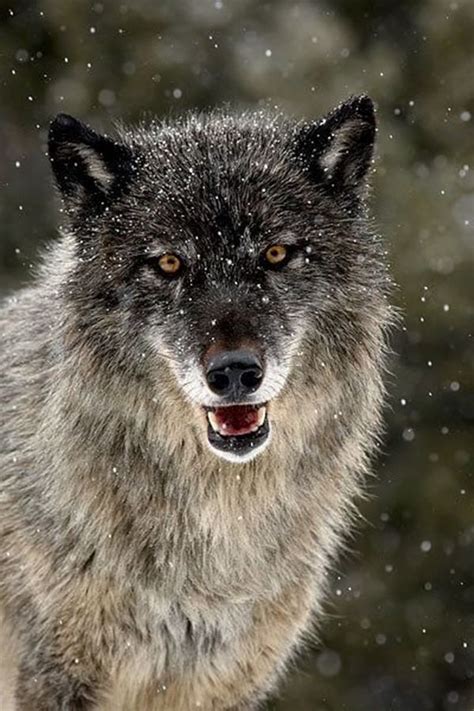 40 Majestic Gray Wolf Pictures Tail And Fur