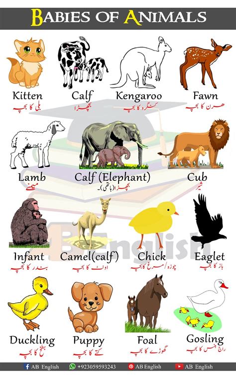 Babies Of Animals Learn Animals Babies Names In English With Urdu