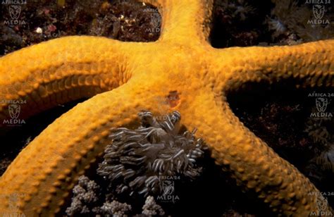 The Five Fold Symmetry Of The Starfish Is Only Disturbed By The Off