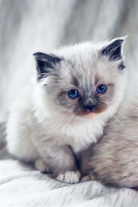 Purebred Ragdoll Kittens For Sale Adoption From Toronto