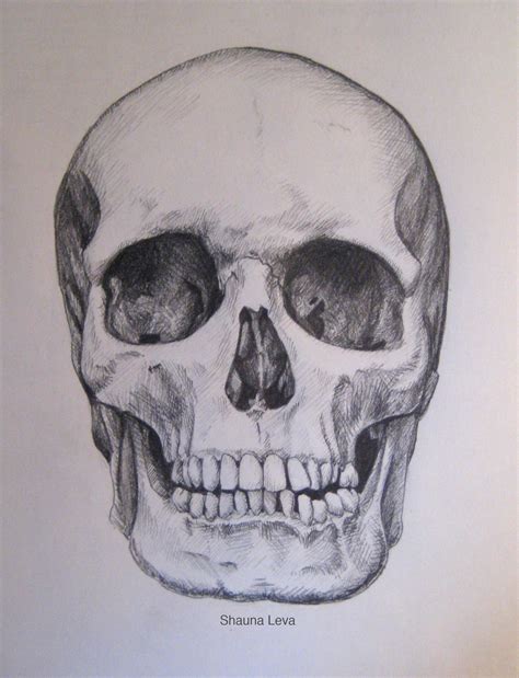 How To Draw A Skull Step By Step Realistic Herminia Ledoux
