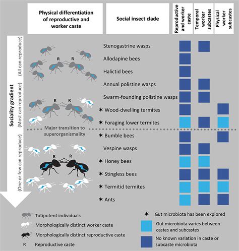 Frontiers Synergies Between Division Of Labor And Gut Microbiomes Of Social Insects