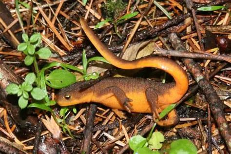 Types Of Salamanders In California Pictures The Critter Hideout