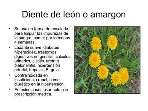 Diurético, depurativo y fortalecedor de la sangre, laxativo, colagogo, refrescante y antiescorbútico, el diente de león se utiliza en la medicina casera y en la culinaria, en forma de jugo, ensaladas y cocidos, contra. El deporte en el Mater: Propiedades de la planta Diente de ...