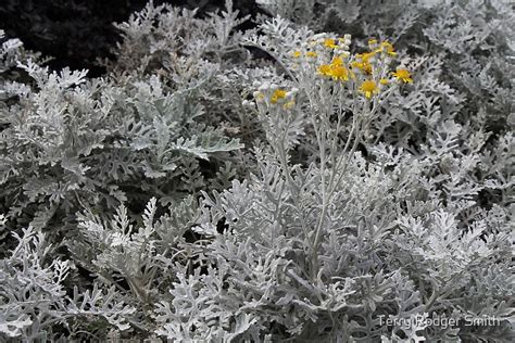 Silver Grey Bush With Bright Yellow Flowers Not Photoshopped At All