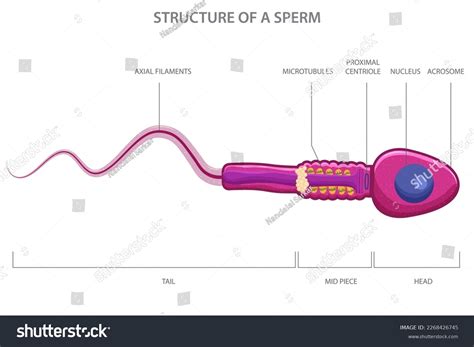 Human Sperm Cell Anatomy Human Sperm Stock Vector Royalty Free 2268426745 Shutterstock