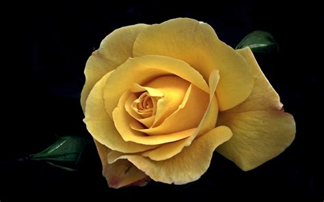 Download 3840x2400 Wallpaper Yellow Rose Flower Portrait